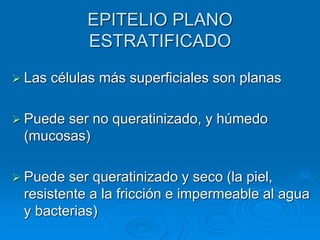 EPITELIO PLANO
ESTRATIFICADO
➢ Las células más superficiales son planas
➢ Puede ser no queratinizado, y húmedo
(mucosas)
➢ Puede ser queratinizado y seco (la piel,
resistente a la fricción e impermeable al agua
y bacterias)
 