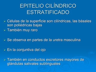 EPITELIO CILÍNDRICO
ESTRATIFICADO
➢ Células de la superficie son cilíndricas, las básales
son poliédricas bajas
➢ También muy raro
➢ Se observa en partes de la uretra masculina
➢ En la conjuntiva del ojo
➢ También en conductos excretores mayores de
glándulas salivales sublinguales
 