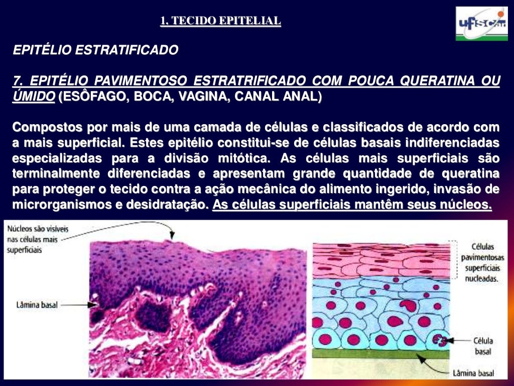 Com Relação Ao Tecido Epitelial Podemos Afirmar