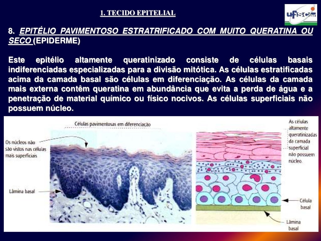 Com Relação Ao Tecido Epitelial Considere As Afirmativas Abaixo