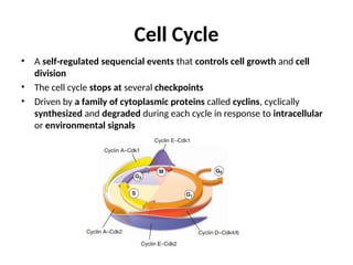 Histology of the Cell-Nucleus-2022 -HL.ppt