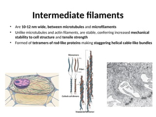 Histology of Cell-Organelles 2022 - H L.ppt