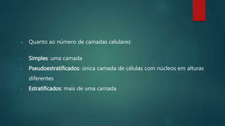  Quanto ao número de camadas celulares:
• Simples: uma camada
• Pseudoestratificados: única camada de células com núcleos em alturas
diferentes
• Estratificados: mais de uma camada
 
