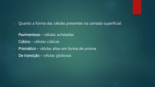  Quanto a forma das células presentes na camada superficial:
• Pavimentoso – células achatadas
• Cúbico – células cúbicas
• Prismático – células altas em forma de prisma
• De transição – células globosas
 
