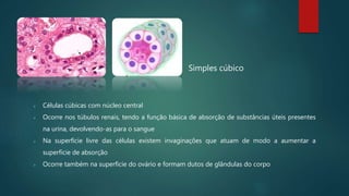 Simples cúbico
 Células cúbicas com núcleo central
 Ocorre nos túbulos renais, tendo a função básica de absorção de substâncias úteis presentes
na urina, devolvendo-as para o sangue
 Na superfície livre das células existem invaginações que atuam de modo a aumentar a
superfície de absorção
 Ocorre também na superfície do ovário e formam dutos de glândulas do corpo
 