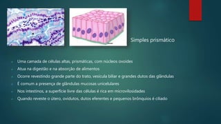  Uma camada de células altas, prismáticas, com núcleos ovoides
 Atua na digestão e na absorção de alimentos
 Ocorre revestindo grande parte do trato, vesícula biliar e grandes dutos das glândulas
 É comum a presença de glândulas mucosas unicelulares
 Nos intestinos, a superfície livre das células é rica em microvilosidades
 Quando reveste o útero, ovidutos, dutos eferentes e pequenos brônquios é ciliado
Simples prismático
 