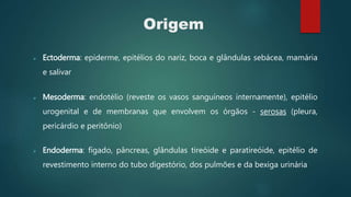 Origem
 Ectoderma: epiderme, epitélios do nariz, boca e glândulas sebácea, mamária
e salivar
 Mesoderma: endotélio (reveste os vasos sanguíneos internamente), epitélio
urogenital e de membranas que envolvem os órgãos - serosas (pleura,
pericárdio e peritônio)
 Endoderma: fígado, pâncreas, glândulas tireóide e paratireóide, epitélio de
revestimento interno do tubo digestório, dos pulmões e da bexiga urinária
 