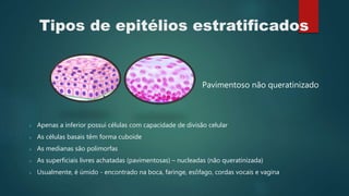 Tipos de epitélios estratificados
Pavimentoso não queratinizado
 Apenas a inferior possui células com capacidade de divisão celular
 As células basais têm forma cuboide
 As medianas são polimorfas
 As superficiais livres achatadas (pavimentosas) – nucleadas (não queratinizada)
 Usualmente, é úmido - encontrado na boca, faringe, esôfago, cordas vocais e vagina
 