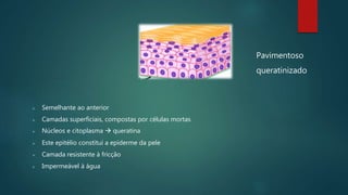  Semelhante ao anterior
 Camadas superficiais, compostas por células mortas
 Núcleos e citoplasma  queratina
 Este epitélio constitui a epiderme da pele
 Camada resistente à fricção
 Impermeável à água
Pavimentoso
queratinizado
 