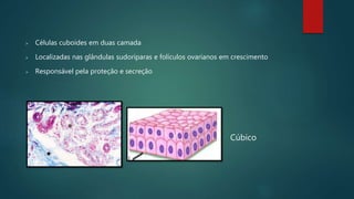 Cúbico
 Células cuboides em duas camada
 Localizadas nas glândulas sudoríparas e folículos ovarianos em crescimento
 Responsável pela proteção e secreção
 