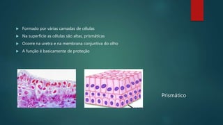 Formado por várias camadas de células
 Na superfície as células são altas, prismáticas
 Ocorre na uretra e na membrana conjuntiva do olho
 A função é basicamente de proteção
Prismático
 
