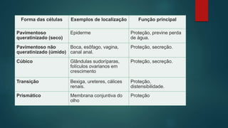 Forma das células Exemplos de localização Função principal
Pavimentoso
queratinizado (seco)
Epiderme Proteção, previne perda
de água.
Pavimentoso não
queratinizado (úmido)
Boca, esôfago, vagina,
canal anal.
Proteção, secreção.
Cúbico Glândulas sudoríparas,
folículos ovarianos em
crescimento
Proteção, secreção.
Transição Bexiga, ureteres, cálices
renais.
Proteção,
distensibilidade.
Prismático Membrana conjuntiva do
olho
Proteção
 