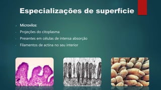 Especializações de superfície
 Microvilos:
• Projeções do citoplasma
• Presentes em células de intensa absorção
• Filamentos de actina no seu interior
 