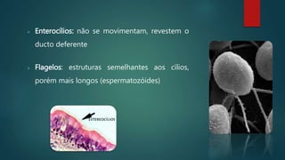 Enterocílios: não se movimentam, revestem o
ducto deferente
 Flagelos: estruturas semelhantes aos cílios,
porém mais longos (espermatozóides)
 