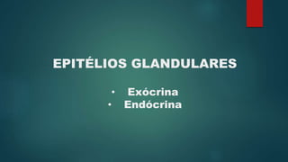 EPITÉLIOS GLANDULARES
• Exócrina
• Endócrina
 