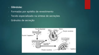  Glândulas:
• Formadas por epitélio de revestimento
• Tecido especializado na síntese de secreções
• Grânulos de secreção
 