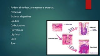  Podem sintetizar, armazenar e excretar:
• Proteínas
• Enzimas digestivas
• Lipídios
• Carboidratos
• Hormônios
• Lágrimas
• Leite
• Suor
 