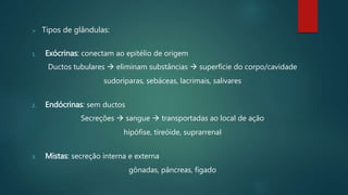  Tipos de glândulas:
1. Exócrinas: conectam ao epitélio de origem
Ductos tubulares  eliminam substâncias  superfície do corpo/cavidade
sudoríparas, sebáceas, lacrimais, salivares
2. Endócrinas: sem ductos
Secreções  sangue  transportadas ao local de ação
hipófise, tireóide, suprarrenal
3. Mistas: secreção interna e externa
gônadas, pâncreas, fígado
 