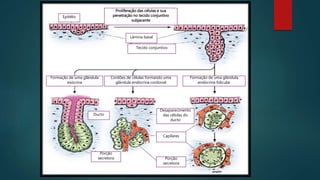 Formação de uma glândula
endócrina folicular
Formação de uma glândula
exócrina
Cordões de células formando uma
glândula endócrina cordonal
Capilares
Porção
secretora
Porção
secretora
Ducto
Desaparecimento
das células do
ducto
Epitélio
Lâmina basal
Tecido conjuntivo
Proliferação das células e sua
penetração no tecido conjuntivo
subjacente
 