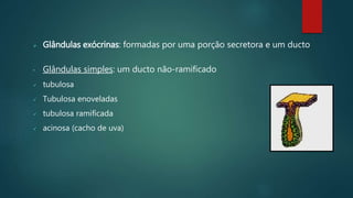  Glândulas exócrinas: formadas por uma porção secretora e um ducto
• Glândulas simples: um ducto não-ramificado
 tubulosa
 Tubulosa enoveladas
 tubulosa ramificada
 acinosa (cacho de uva)
 