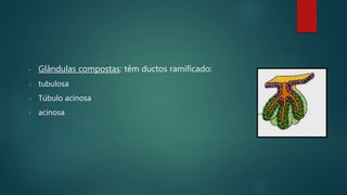• Glândulas compostas: têm ductos ramificado:
 tubulosa
 Túbulo acinosa
 acinosa
 