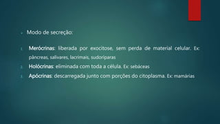  Modo de secreção:
1. Merócrinas: liberada por exocitose, sem perda de material celular. Ex:
pâncreas, salivares, lacrimais, sudoríparas
2. Holócrinas: eliminada com toda a célula. Ex: sebáceas
3. Apócrinas: descarregada junto com porções do citoplasma. Ex: mamárias
 