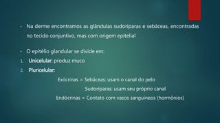 • Na derme encontramos as glândulas sudoríparas e sebáceas, encontradas
no tecido conjuntivo, mas com origem epitelial
• O epitélio glandular se divide em:
1. Unicelular: produz muco
2. Pluricelular:
Exócrinas = Sebáceas: usam o canal do pelo
Sudoríparas: usam seu próprio canal
Endócrinas = Contato com vasos sanguíneos (hormônios)
 