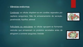  Glândulas endócrinas:
• Cordonais: as células dispõem-se em cordões separados por
capilares sanguíneos. Não há armazenamento de secreção.
paratireoide, hipófise, adrenal
• Foliculares ou vesiculares: as células agrupam-se formando
vesículas que armazenam os produtos secretados antes de
atingirem a corrente sanguíneo. tireóide
 