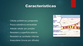 Características
 Células poliédricas justapostas
 Pouca substância extracelular
 Adesão celular por junções
 Revestem a superfície externa
 Revestem as cavidades internas
 Avasculares (trocas por difusão)
 