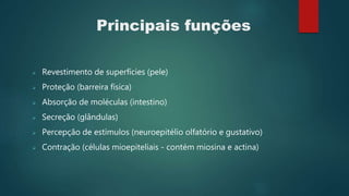 Principais funções
 Revestimento de superfícies (pele)
 Proteção (barreira física)
 Absorção de moléculas (intestino)
 Secreção (glândulas)
 Percepção de estímulos (neuroepitélio olfatório e gustativo)
 Contração (células mioepiteliais - contém miosina e actina)
 