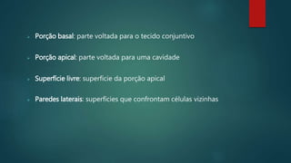  Porção basal: parte voltada para o tecido conjuntivo
 Porção apical: parte voltada para uma cavidade
 Superfície livre: superfície da porção apical
 Paredes laterais: superfícies que confrontam células vizinhas
 