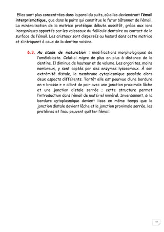 10
Elles sont plus concentrées dans la paroi du puits, où elles deviendront l’émail
interprismatique, que dans le puits qui constitue le futur bâtonnet de l’émail.
La minéralisation de la matrice protéique débute aussitôt, grâce aux ions
inorganiques apportés par les vaisseaux du follicule dentaire au contact de la
surface de l’émail. Les cristaux sont dispersés au hasard dans cette matrice
et s’intriquent à ceux de la dentine voisine.
6.3. Au stade de maturation : modifications morphologiques de
l’améloblaste. Celui-ci migre de plus en plus à distance de la
dentine. Il diminue de hauteur et de volume. Les organites, moins
nombreux, y sont captés par des enzymes lysosomaux. À son
extrémité distale, la membrane cytoplasmique possède alors
deux aspects différents. Tantôt elle est pourvue d’une bordure
en « brosse » » allant de pair avec une jonction proximale lâche
et une jonction distale serrée ; cette structure permet
l’introduction dans l’émail de matériel minéral. Inversement, si la
bordure cytoplasmique devient lisse en même temps que la
jonction distale devient lâche et la jonction proximale serrée, les
protéines et l’eau peuvent quitter l’émail.
 