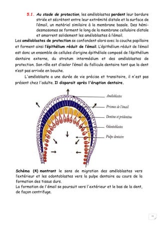 11
5.1. Au stade de protection, les améloblastes perdent leur bordure
striée et sécrètent entre leur extrémité distale et la surface de
l’émail, un matériel similaire à la membrane basale. Des hémi-
desmosomes se forment le long de la membrane cellulaire distale
et amarrent solidement les améloblastes à l’émail.
Les améloblastes de protection se confondent alors avec la couche papillaire
et forment ainsi l’épithélium réduit de l’émail. L’épithélium réduit de l’émail
est donc un ensemble de cellules d’origine épithéliale composé de l’épithélium
dentaire externe, du stratum intermédium et des améloblastes de
protection. Son rôle est d’isoler l’émail du follicule dentaire tant que la dent
n’est pas arrivée en bouche.
L'améloblaste a une durée de vie précise et transitoire, il n'est pas
présent chez l'adulte. Il disparait après l'éruption dentaire.
Schéma (4) montrant le sens de migration des améloblastes vers
l’extérieur et les odontoblastes vers la pulpe dentaire au cours de la
formation des tissus durs.
La formation de l'émail se poursuit vers l'extérieur et le bas de la dent,
de façon centrifuge.
 