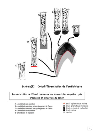 12
Schéma(2) : Cytodifférenciation de l’améloblaste
La maturation de l’émail commence au sommet des cuspides puis
progresse en direction du collet.
 