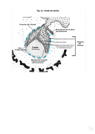 4
Fig. 1a : Stade de cloche
 