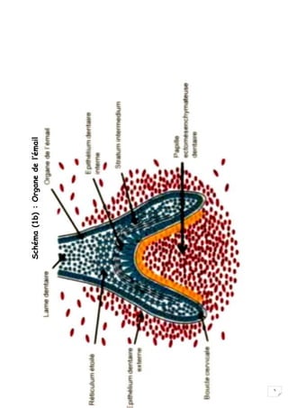 5
Schéma
(1b)
:
Organe
de
l’émail
 