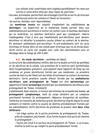 9
Les cellules ainsi constituées sont alignées parallèlement les unes aux
autres et unies entre elles par deux types de jonctions :
– les unes, proximales, permettent des échanges (rentrée ou sortie de diverses
substances) entre les cellules et l’émail en formation ;
– les autres, distales, sont imperméables.
La membrane basale sur laquelle s’implantent les améloblastes se
désintègre. La disparition de la membrane basale permet donc aux
améloblastes pré-secréteurs d'entrer en contact avec le manteau dentinaire
qui se minéralise. Le manteau dentinaire peut par conséquent, induire
l’amélogenèse. C’est à dire que l’améloblaste pré-sécréteur peut devenir
sécréteur et sécréter la première couche d’émail au contact de la dentine.
En devenant améloblaste pré-secréteur, le pré-améloblaste sort du cycle
mitotique et évolue donc en une cellule post mitotique (qui ne se divise plus).
Cette sortie du cycle est couplée avec celle des odontoblastes avec un
décalage dans le temps de 24h à 66h.
6.2. Au stade sécrétoire : synthèse de l’émail.
La structure des améloblastes reflète dès lors la double activité de synthèse
et de sécrétion de la cellule. Les protéines de la matrice sont synthétisées
dans l’ergastoplasme granulaire, puis passent dans l’appareil de Golgi qui les
condense en grains sécrétoires limités par une membrane. La première
couche de matrice de l’émail est secrétée directement au contact du manteau
dentinaire. Cette première couche d’émail formée par les améloblastes
sécréteurs sans prolongement de Tomes est dite aprismatique par
opposition à l’émail prismatique sécrété par les améloblastes sécréteurs avec
prolongement de Tomes. Schéma(3).
L’améloblaste émet ensuite, à travers des brèches de la membrane basale, un
prolongement cytoplasmique, isolé du corps cellulaire par un complexe
jonctionnel terminal. Ce prolongement, dépourvu d’organites de synthèse,
renferme en revanche de nombreux grains sécrétoires migrés depuis le corps
cellulaire et libérés contre la couche de dentine précédemment formée par
les odontoblastes. Cette sécrétion de protéines se produit dans deux sites
différents :
– l’un siège autour de la partie proximale du prolongement de Tomes,
près du complexe jonctionnel ; là se forme la paroi d’un puits où chemine
le prolongement ;
– l’autre est situé à la surface du prolongement de Tomes ; à ce niveau,
s’édifie la matrice qui remplit le puits précédemment formé.
 