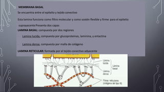 Comprehensive Overview of Histogenesis and Tissue Classification in ...