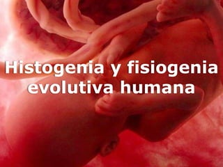 Histogenia y fisiogenia
evolutiva humana
 