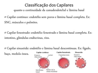 Classificação dos Capilares
       quanto a continuidade da camadendotelial e lâmina basal
# Capilar contínuo: endotélio sem poros e lâmina basal completa. Ex:
SNC, músculos e pulmões.

# Capilar fenestrado: endotélio fenestrado e lâmina basal completa. Ex:
intestino, glândulas endócrinas, rins.

# Capilar sinusóide: endotélio e lâmina basal descontínuas. Ex: fígado,
baço, medula óssea.
 