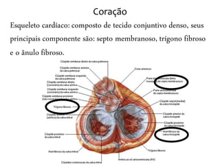 Coração
Esqueleto cardíaco: composto de tecido conjuntivo denso, seus
principais componente são: septo membranoso, trígono fibroso
e o ânulo fibroso.
 