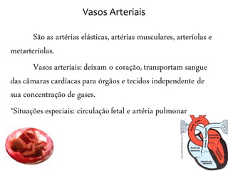 Vasos Arteriais

       São as artérias elásticas, artérias musculares, arteríolas e
metarteríolas.
       Vasos arteriais: deixam o coração, transportam sangue
das câmaras cardíacas para órgãos e tecidos independente de
sua concentração de gases.
*Situações especiais: circulação fetal e artéria pulmonar
 