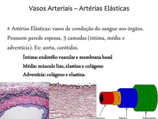 Vasos Arteriais – Artérias Elásticas

# Artérias Elásticas: vasos de condução do sangue aos órgãos.
Possuem parede espessa, 3 camadas (íntima, média e
adventícia). Ex: aorta, carótidas.
       Íntima: endotélio vascular e membrana basal
       Média: músculo liso, elastina e colágeno
       Adventícia: colágeno e elastina.
 