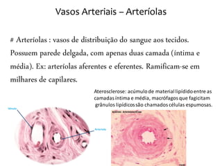 Vasos Arteriais – Arteríolas

# Arteríolas : vasos de distribuição do sangue aos tecidos.
Possuem parede delgada, com apenas duas camada (íntima e
média). Ex: arteríolas aferentes e eferentes. Ramificam-se em
milhares de capilares.
                           Aterosclerose: acúmulo de material lipídido entre as
                           camadas íntima e média, macrófagos que fagicitam
                            grânulos lipídicos são chamados células espumosas.
 