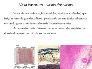 Vasa Vasorum – vasos dos vasos
        Vasos da microcirculação (arteríolas, capilares e vênulas) que
irrigam vasos de grandes calibres, penetrando em sua túnica adventícia
ofertando gases e nutrientes, são mais frequentes em veias.
        As camadas mais internas de uma vaso são supridas por
difusão do sangue que circula na luz do vaso.
 