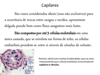 Capilares
       São vasos considerados ideais (mas não exclusivos) para
a ocorrência de trocas entre sangue e tecidos, apresentam
delgada parede bem como fluxo sanguíneo mais lento.
       São compostos por até 3 células endoteliais em uma
única camada, que se enrolam em forma de tubo, as células
endoteliais prendem-se entre si através de zônulas de oclusão.

                       Pericito: célula com núcleo arredondado, cora-se mais
                       intensamente que a célula endotelial, encontrado em
                       capilares e vênulas.
 