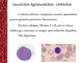 Leucócitos Agranunócitos - Linfócitos

        # células esféricas, citoplasma escasso, apresentam
poucos grânulos primários (lisossomos).
        Há dois subtipos, lifócitos T e B, são as únicas
células que retornam ao sangue após sofrerem diapedese.
        Não fagocitam.
 