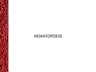 HEMATOPOESE
 