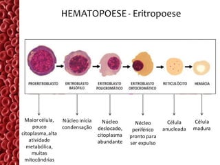 HEMATOPOESE - Eritropoese




  Maior célula,  Núcleo inicia     Núcleo                     Célula    Célula
                                                Nécleo
      pouco      condensação     deslocado,                 anucleada   madura
                                               periférico
citoplasma, alta                 citoplasma   pronto para
    atividade                    abundante    ser expulso
  metabólica,
     muitas
  mitocôndrias
 
