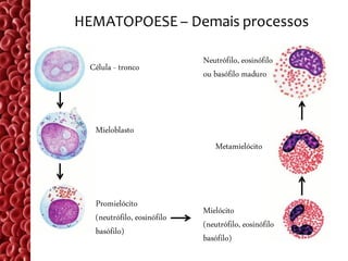 HEMATOPOESE – Demais processos

                            Neutrófilo, eosinófilo
 Célula - tronco
                            ou basófilo maduro



  Mieloblasto
                               Metamielócito



  Promielócito
                            Mielócito
  (neutrófilo, eosinófilo
                            (neutrófilo, eosinófilo
  basófilo)
                            basófilo)
 